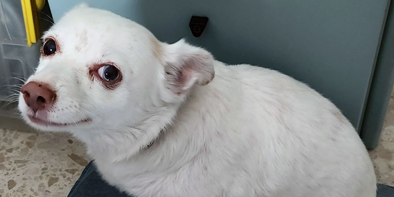 Mi mascota Gribus un ser de luz